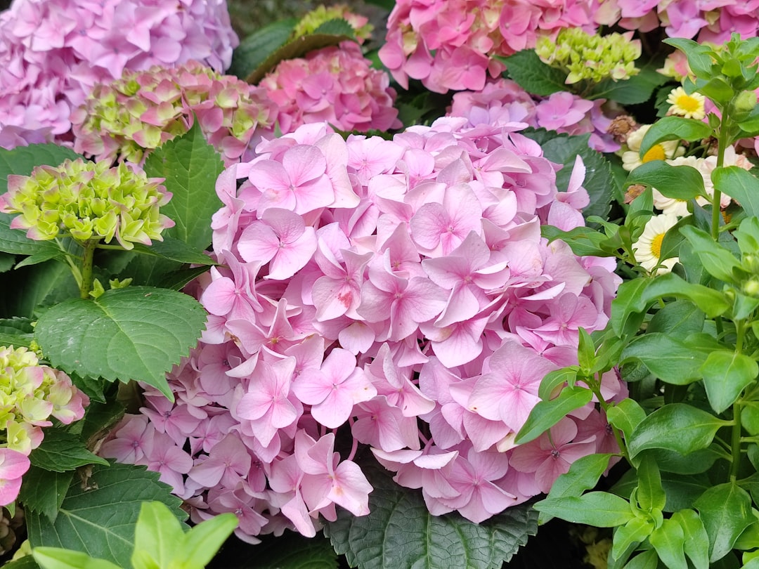 Photo hydrangea