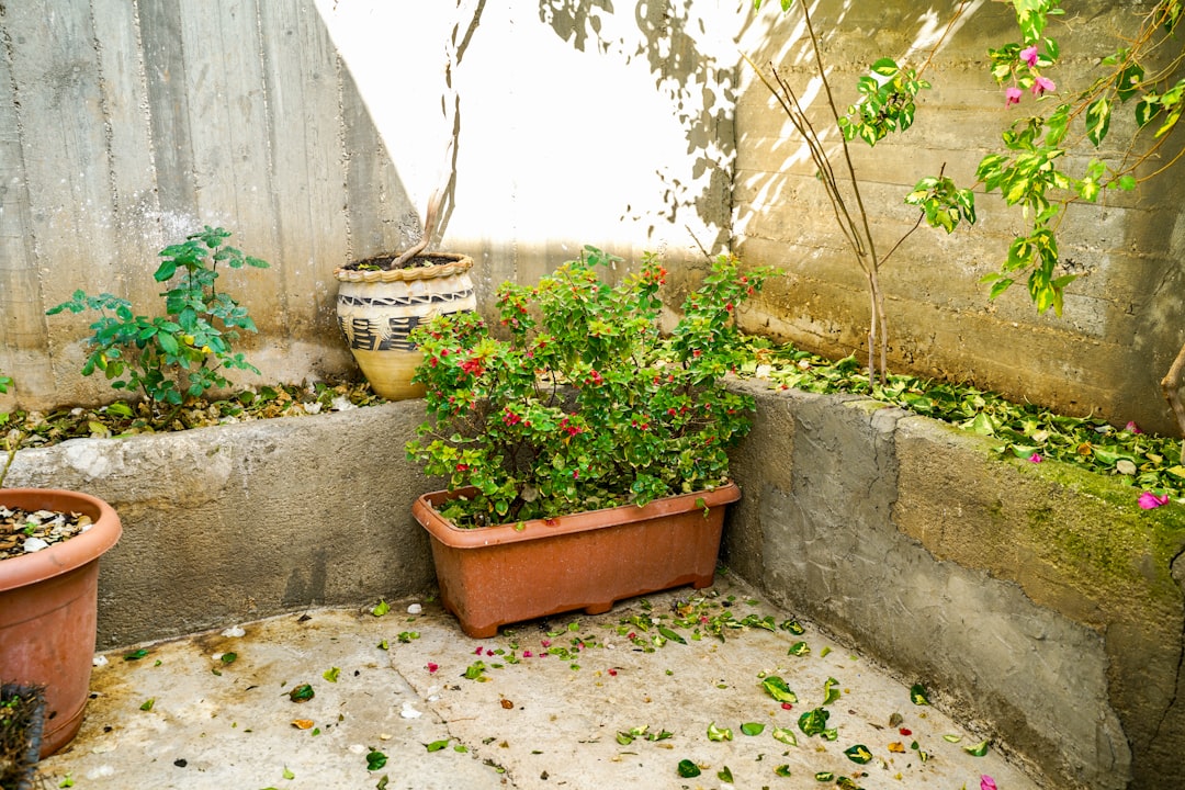 Photo garden and terrace winter preparation