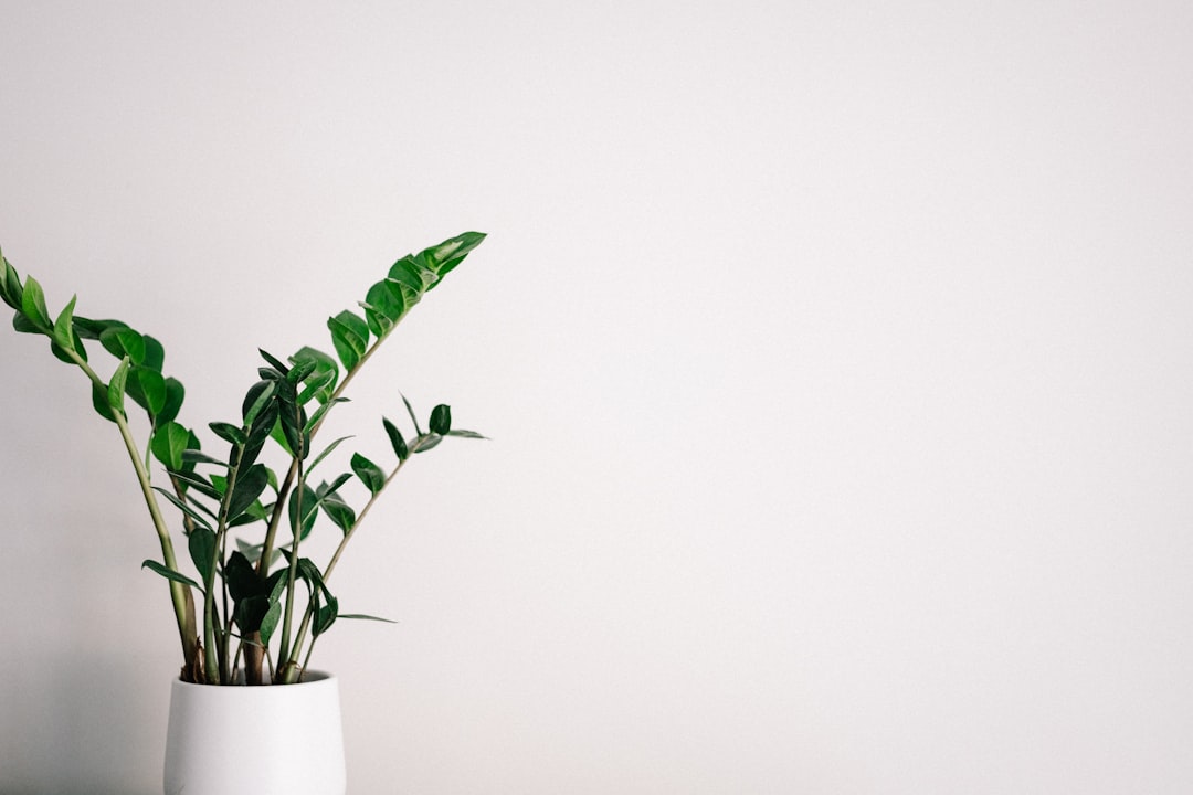 Photo indoor plants