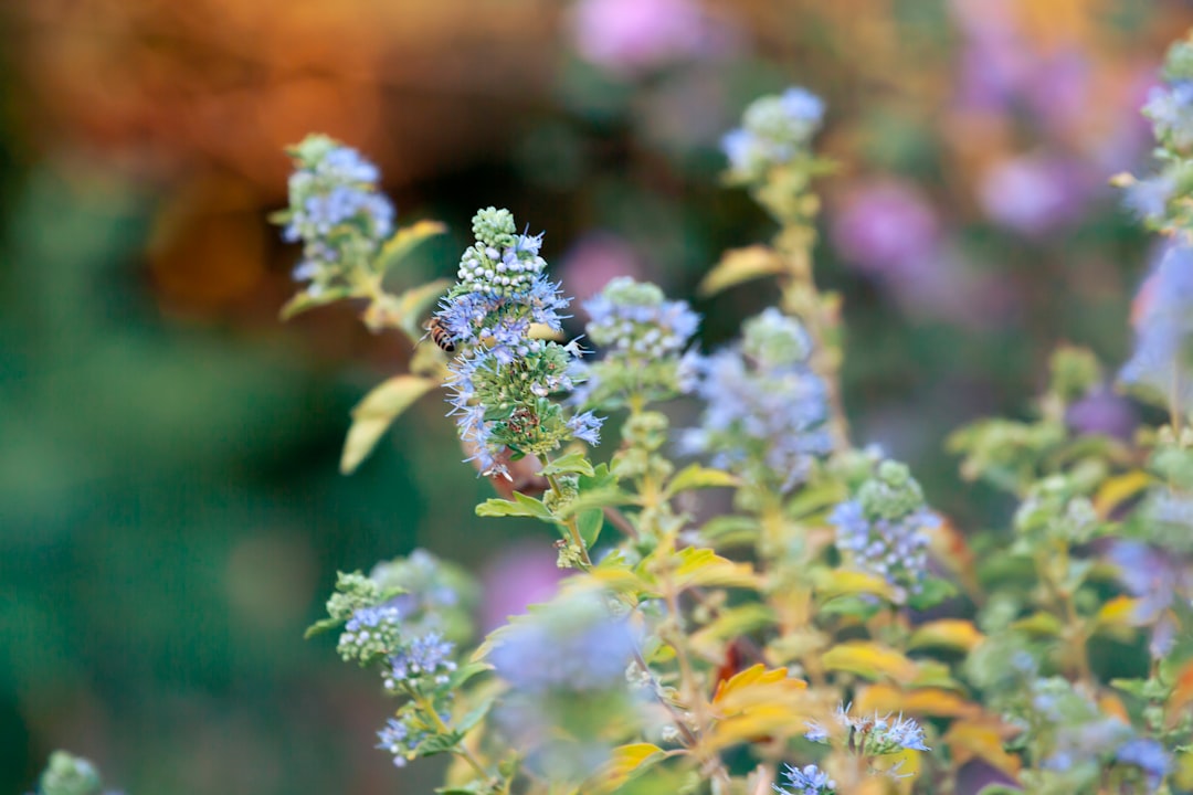 Photo Garden-friendly wildlife