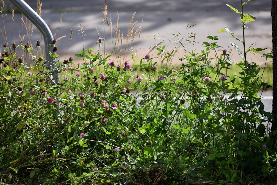 Photo pruning bushes and faded flowers in July