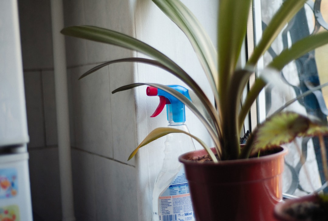 Photo automatic plant watering