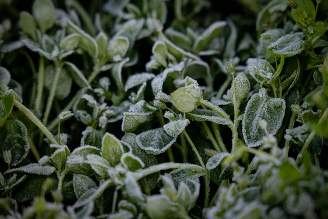 Photo drying and freezing summer herbs