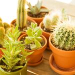 Photo care of potted plants during heatwaves