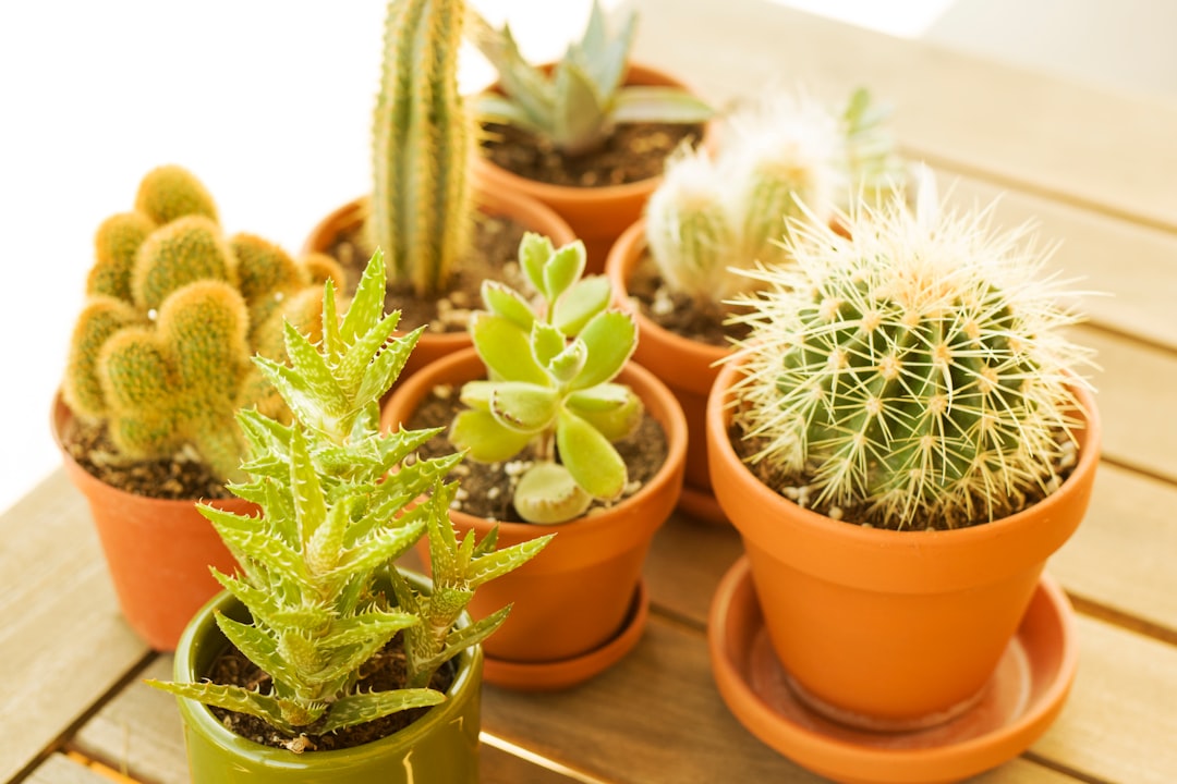 Photo care of potted plants during heatwaves